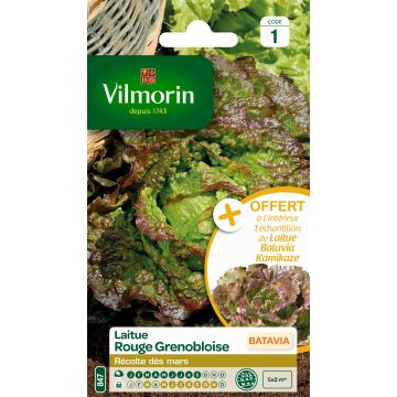 Bataviasla Rouge Grenobloise + zaadmonster van Bataviasla Kamikaze - Vilmorin