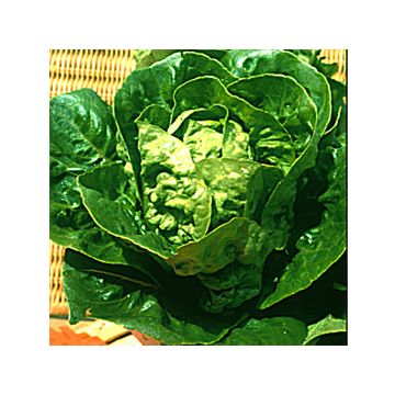 Bindsla Sucrine Bindsla Sucrine