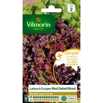 Pluksla Red Salad Bowl - Vilmorin Pluksla Red Salad Bowl - Vilmorin