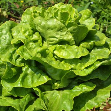 Kropsla Goudgele Gotte Kropsla Goudgele Gotte