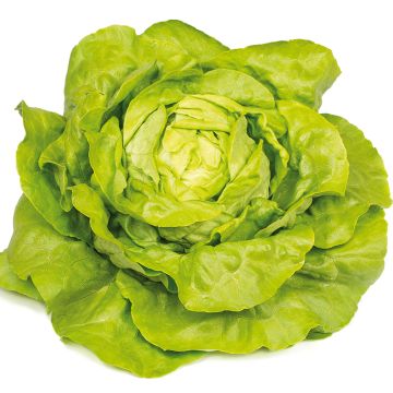 Kropsla Gabino BIO (jonge planten)