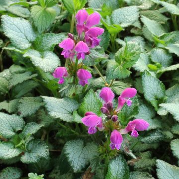 Lamium maculatum Beacon Silver - Gevlekte dovenetel