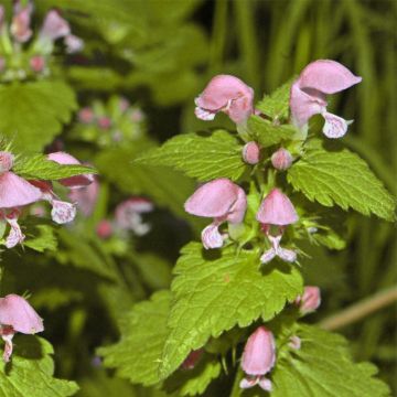 Lamium maculatum Cannon s Gold - Gevlekte dovenetel