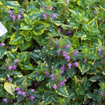 Lamium maculatum Golden Anniversary - Gevlekte dovenetel