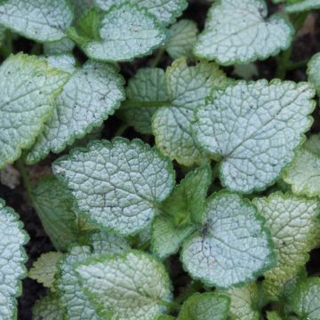 Lamium maculatum Pink Pewter - Gevlekte dovenetel