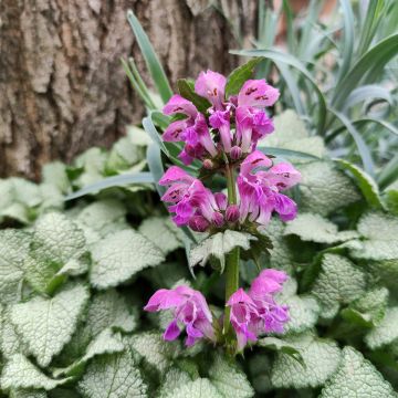 Lamium maculatum Purple Dragon - Gevlekte dovenetel