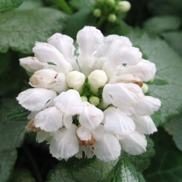 Lamium maculatum Wit Nancy - Gevlekte dovenetel