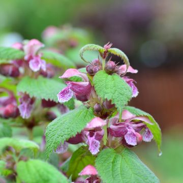 Lamium orvala - Dovenetel