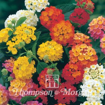 Lantana camara Mixed Hybrids (zaad) - Wandelaar