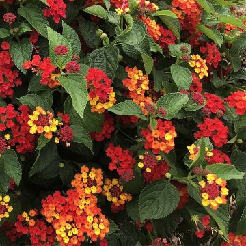 Lantana Bloomify Rood - Wandelaar