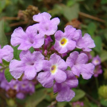 Lantana montevidensis Mauve - Kruipende wisselbloem