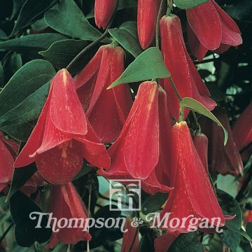 Lapageria rosea (zaad) - Chileense klokbloem