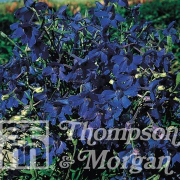 Ridderspoor Gentian Blue (zaad) - Delphinium grandiflorum