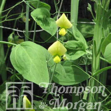 Lathyrus chloranthus Lemonade (zaad) - Groene lathyrus