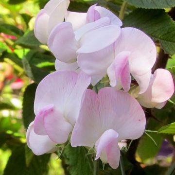 Lathyrus latifolius Roze Pearl - Wilde pronkerwt