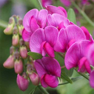 Lathyrus latifolius Rood Pearl - Wilde pronkerwt