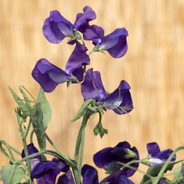Lathyrus odoratus King Size Navy Blue (zaad) - Siererwt