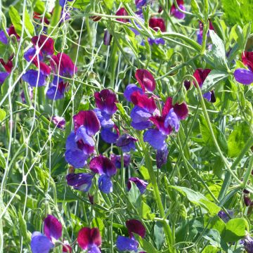 Lathyrus odoratus Cupani (zaad) - Siererwt