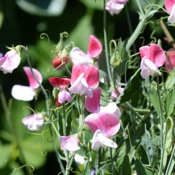 Lathyrus odoratus Cupid Roze (zaad) - Siererwt