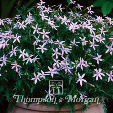 Laurentia Avant-Garde Pink F1 (zaad)