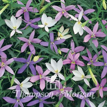 Laurentia Stargazer Mixed (zaad)