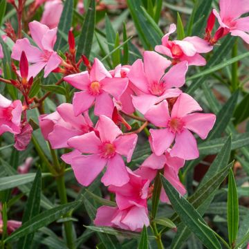 Nerium oleander Maurin des Maures - Oleander