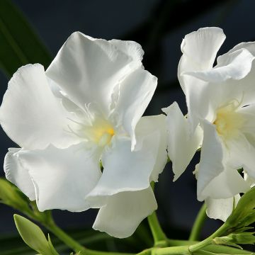Nerium oleander Mont Blanc - Oleander