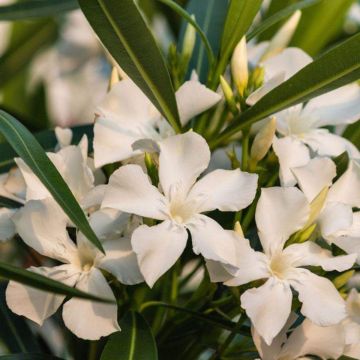 Nerium oleander Petite White - Oleander