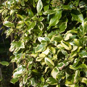 Viburnum tinus Variegatum - Lauriersneeuwbal
