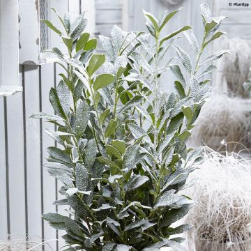 Prunus laurocerasus Elly - Laurierkers