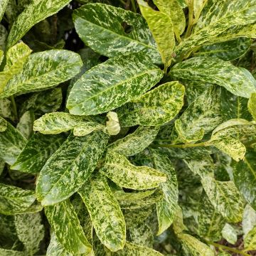 Prunus laurocerasus Marbled White - Laurierkers
