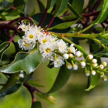 Prunus lusitanica Brenelia - Portugese laurier