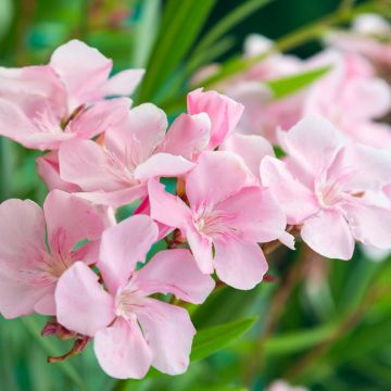 Nerium oleander Caro - Rozenlaurier Nerium oleander Caro - Rozenlaurier