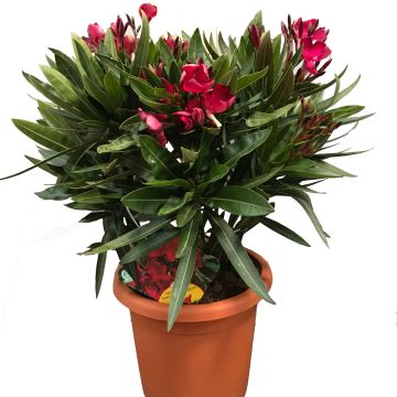 Nerium oleander Jannoch - Rozenlaurier