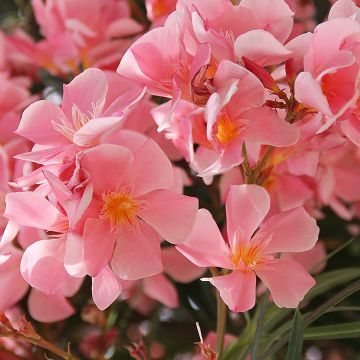 Nerium oleander Zalm - Rozenlaurier