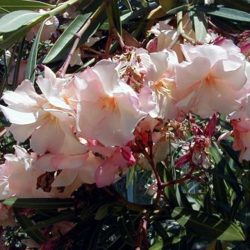 Nerium oleander Provence - Oleander
