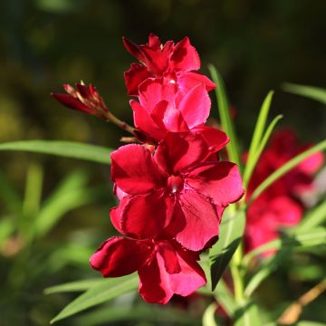 Nerium oleander Scarlet Beauty - Rozenlaurier