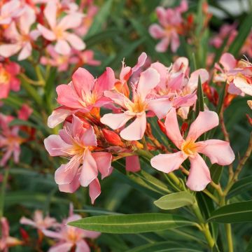 Nerium oleander Soleil Levant - Oleander