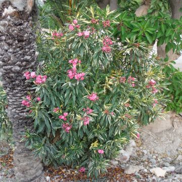 Nerium oleander Variegata - Rozenlaurier