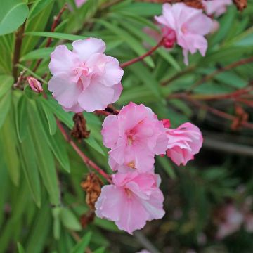 Nerium oleander Roseum Plenum - Rozenlaurier