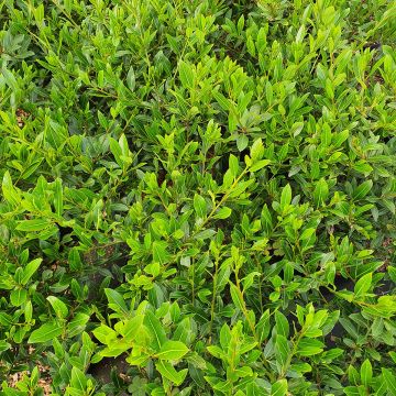 Laurus nobilis Little Laura - Laurier
