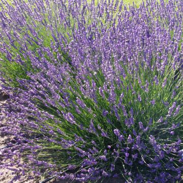 Lavandin Phenomenal Niko - Lavandula intermedia