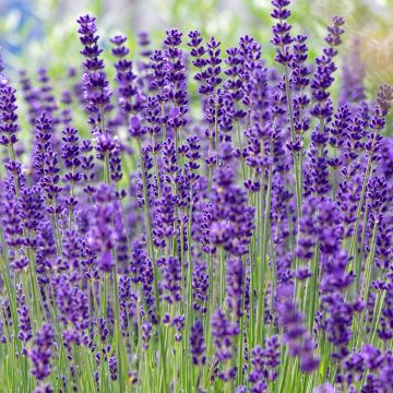 Echte lavendel - Lavandula angustifolia (zaad)