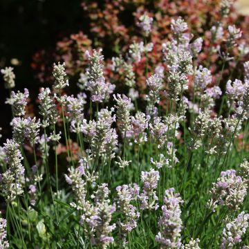 Lavandula angustifolia Rosea - Echte lavendel