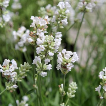 Lavandula angustifolia Alba - Echte lavendel