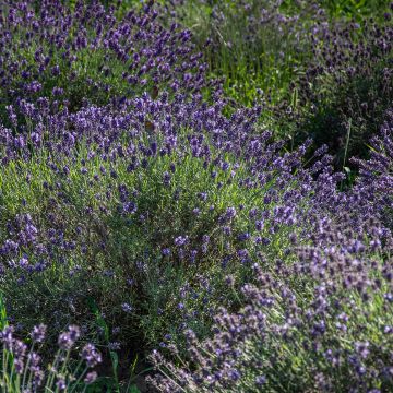 Lavandula angustifolia Havana - Echte lavendel