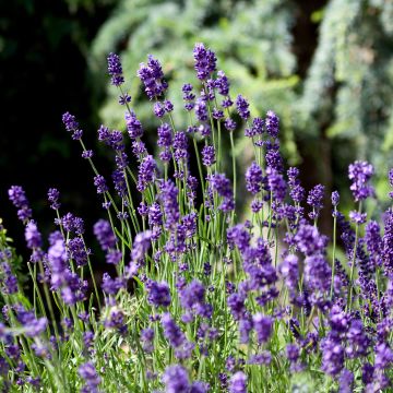 Lavandula angustifolia Montagnac Purple - Echte lavendel