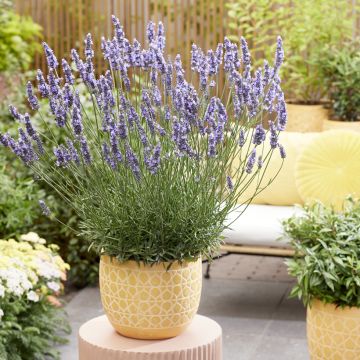 Lavandula intermedia Sensational! - Lavandin