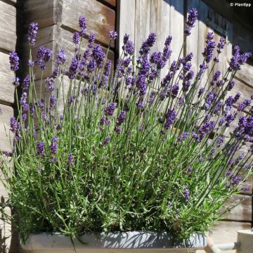 Lavandula angustifolia Blue Jeans - Echte lavendel