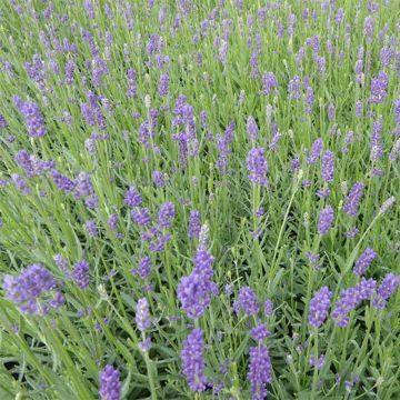 Lavandula angustifolia Essence Purple - Echte lavendel